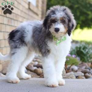 Ace, Mini Bernedoodle Puppy